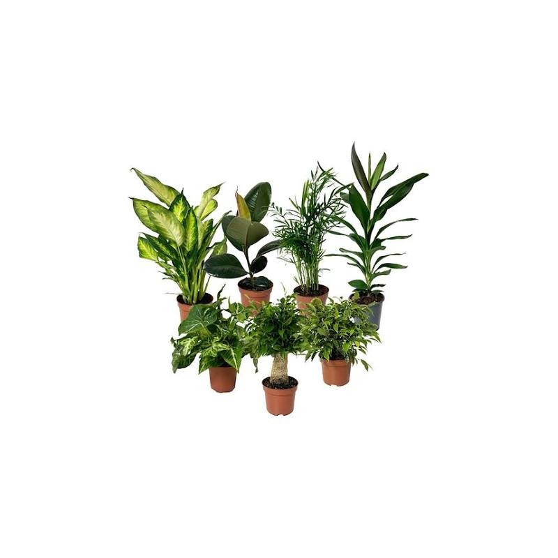 Abelia  1