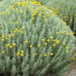 Rosiers 15 cm