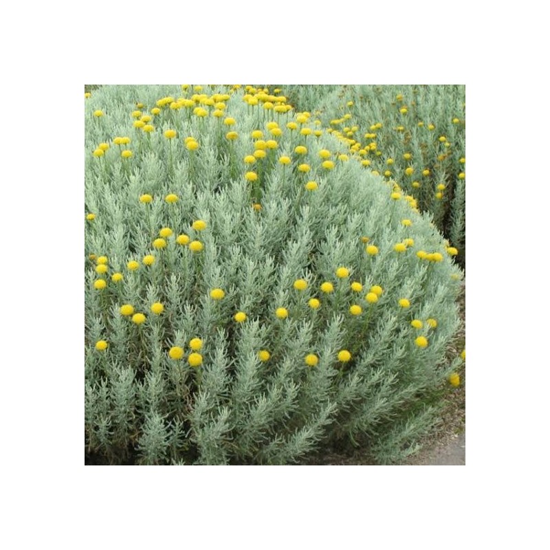 Rosiers 15 cm